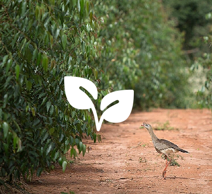 Biodiversidade